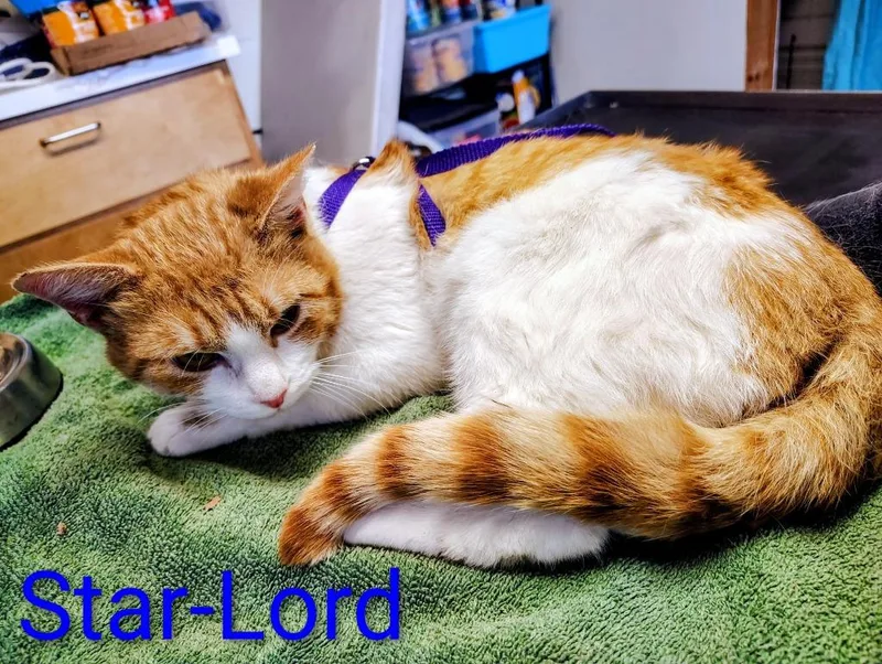 A young small-sized male Domestic Short Hair cat named Starlord for adoption in Mena, AR