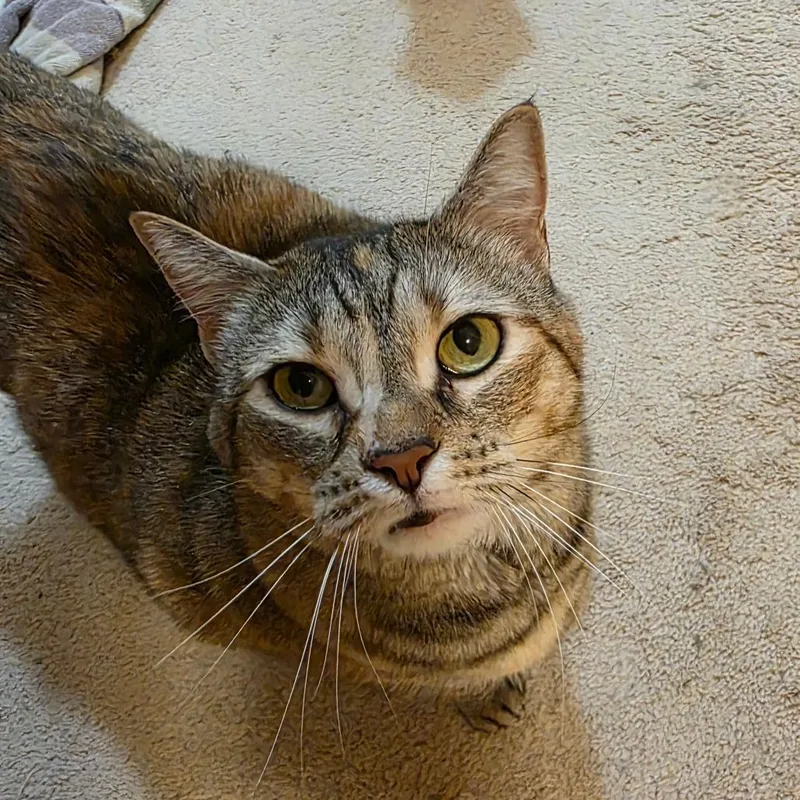 An adult medium-sized female Gray / Blue / Silver Domestic Short Hair cat named Elsa for adoption in Jarrettsville, MD