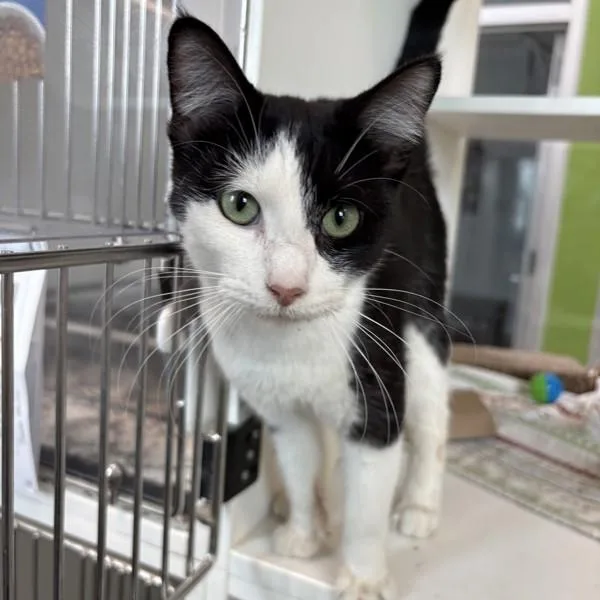 An adult small-sized female Domestic Short Hair cat named Rori for adoption in Des Moines, IA