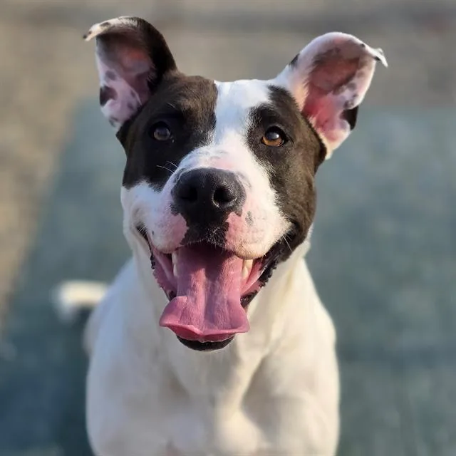 A young large-sized female Pit Bull Terrier dog named Milkyway for adoption in Indianapolis, IN