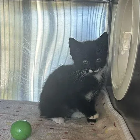 A baby small-sized male Black Domestic Medium Hair cat named Flatwoods for adoption in Asheville, NC
