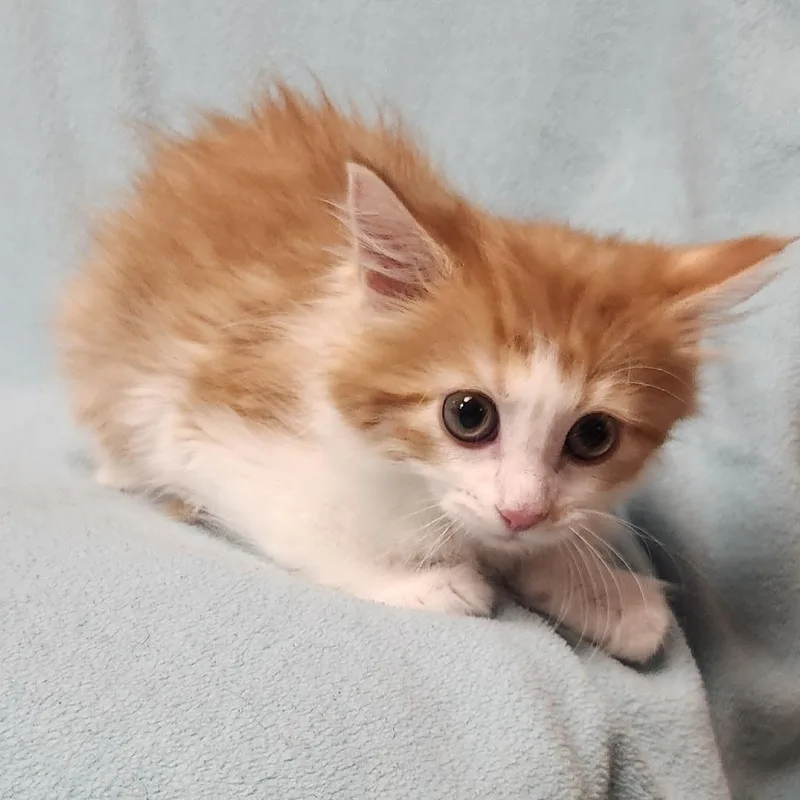 A baby small-sized female Orange / Red Domestic Long Hair cat named Penelope for adoption in Brighton, MO