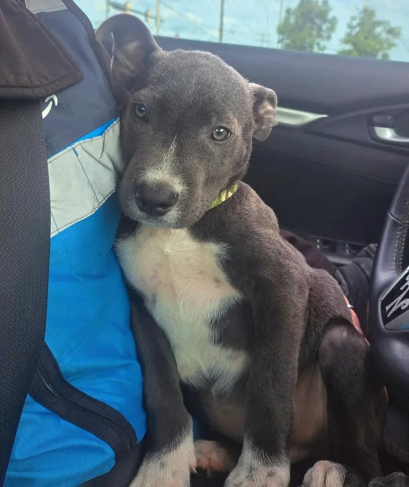A baby large-sized male Pit Bull Terrier dog named Mushroom for adoption in Shawnee, OK