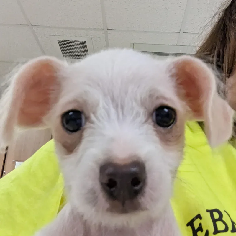 A baby small-sized female Chihuahua dog named Madison for adoption in Stratford, CT