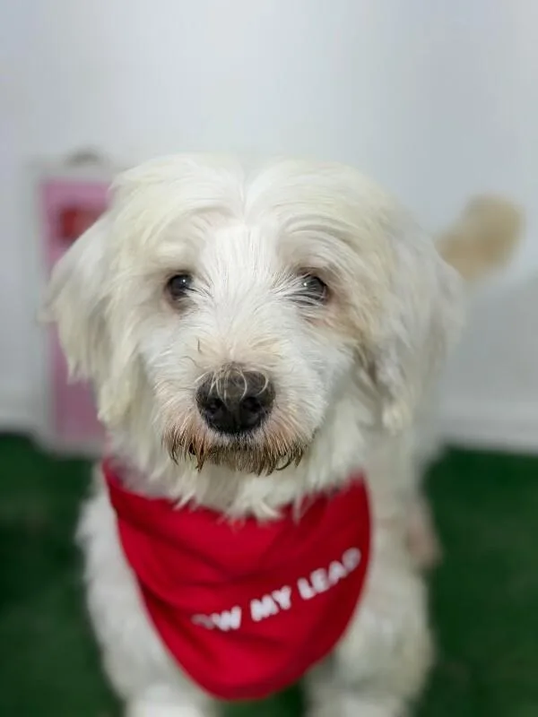A young small-sized male White / Cream Maltese dog named Marley for adoption in Carlsbad, CA