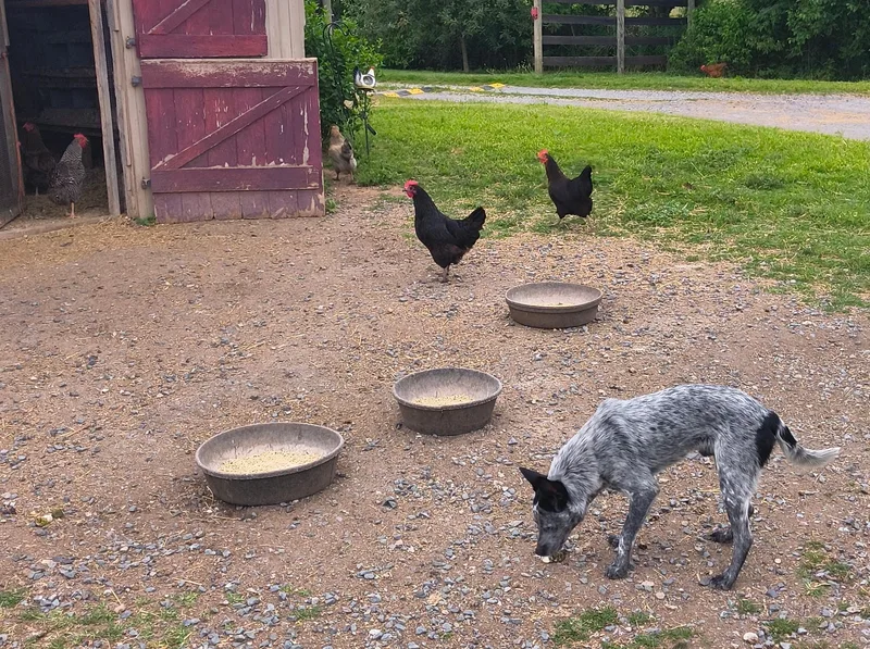 A young medium-sized male Australian Cattle Dog / Blue Heeler dog named Jonah for adoption in Philadelphia, PA