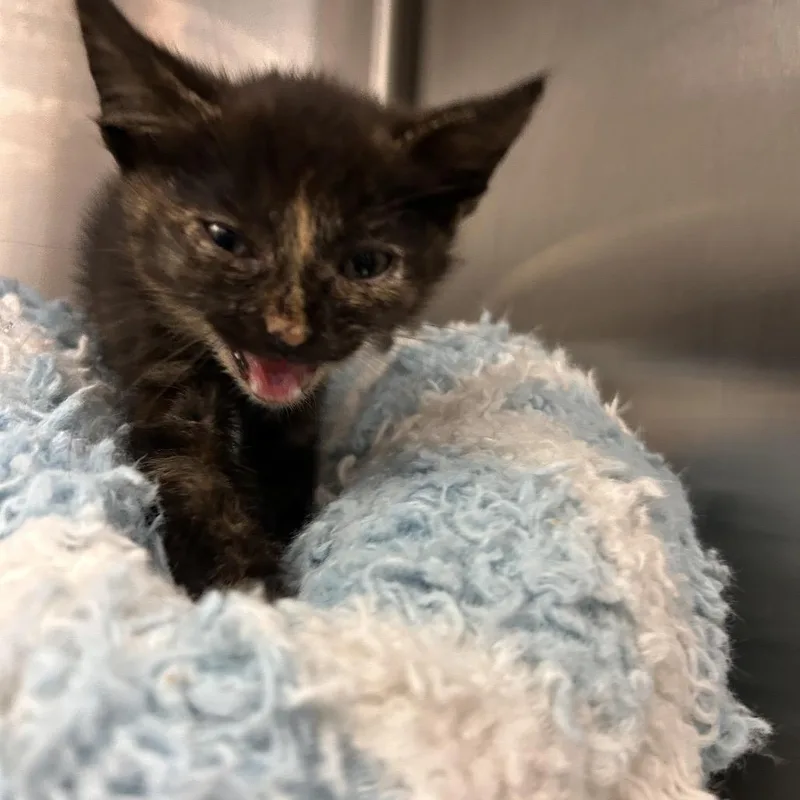 A baby small-sized female Domestic Short Hair cat named StuckE for adoption in Mount Gilead, NC