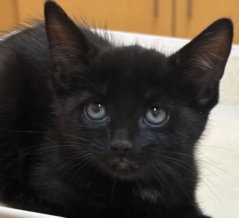 A baby small-sized female Domestic Short Hair cat named Dottie for adoption in Elizabethton, TN