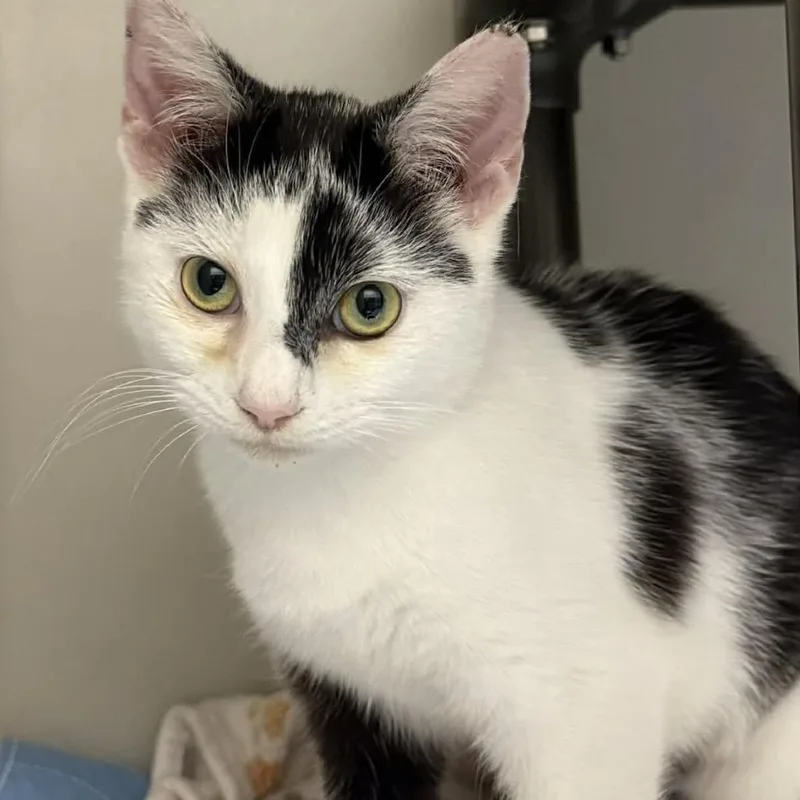 A young small-sized female Black Domestic Short Hair cat named Penelope for adoption in New York, NY