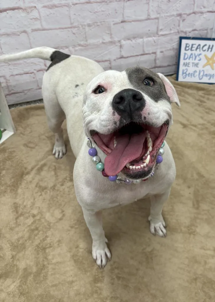 An adult large-sized female Mixed Breed dog named Tap Shoes for adoption in Detroit, MI