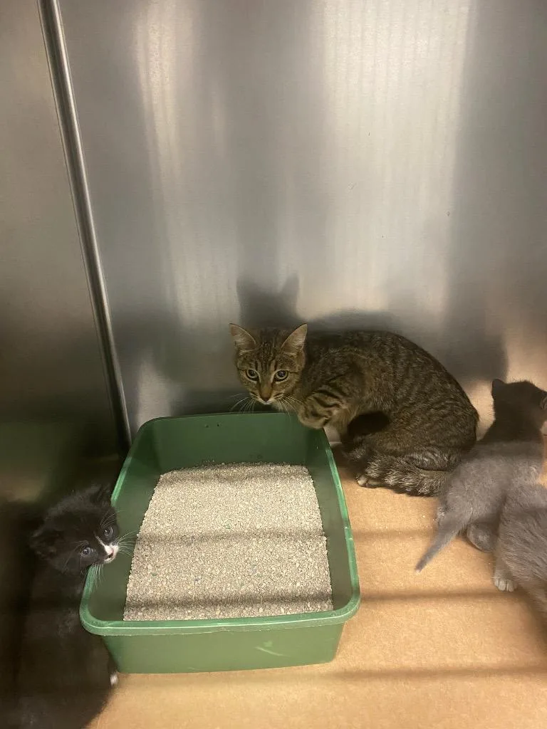 A young large-sized female Domestic Short Hair cat named Harrietta for adoption in Cartersville , GA