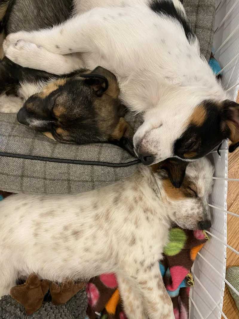 Spiderman thumbnail 3