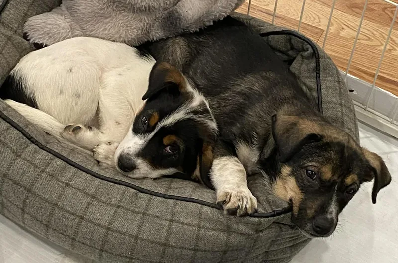 Spiderman thumbnail 5