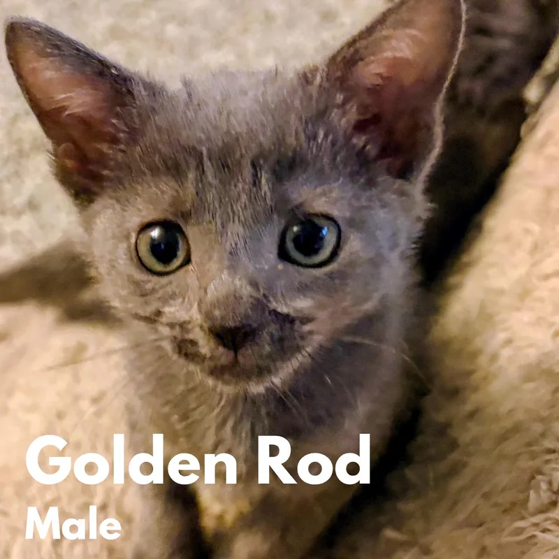 A baby medium-sized male Gray / Blue / Silver Domestic Short Hair cat named Golden Rod for adoption in Saint Pete Beach, FL