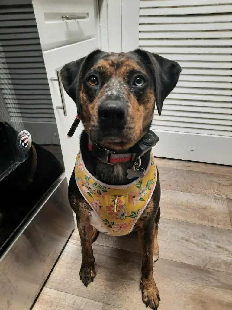 An adult medium-sized female Merle (Blue) Catahoula Leopard Dog dog named Lola Jj for adoption in Roundup, MT