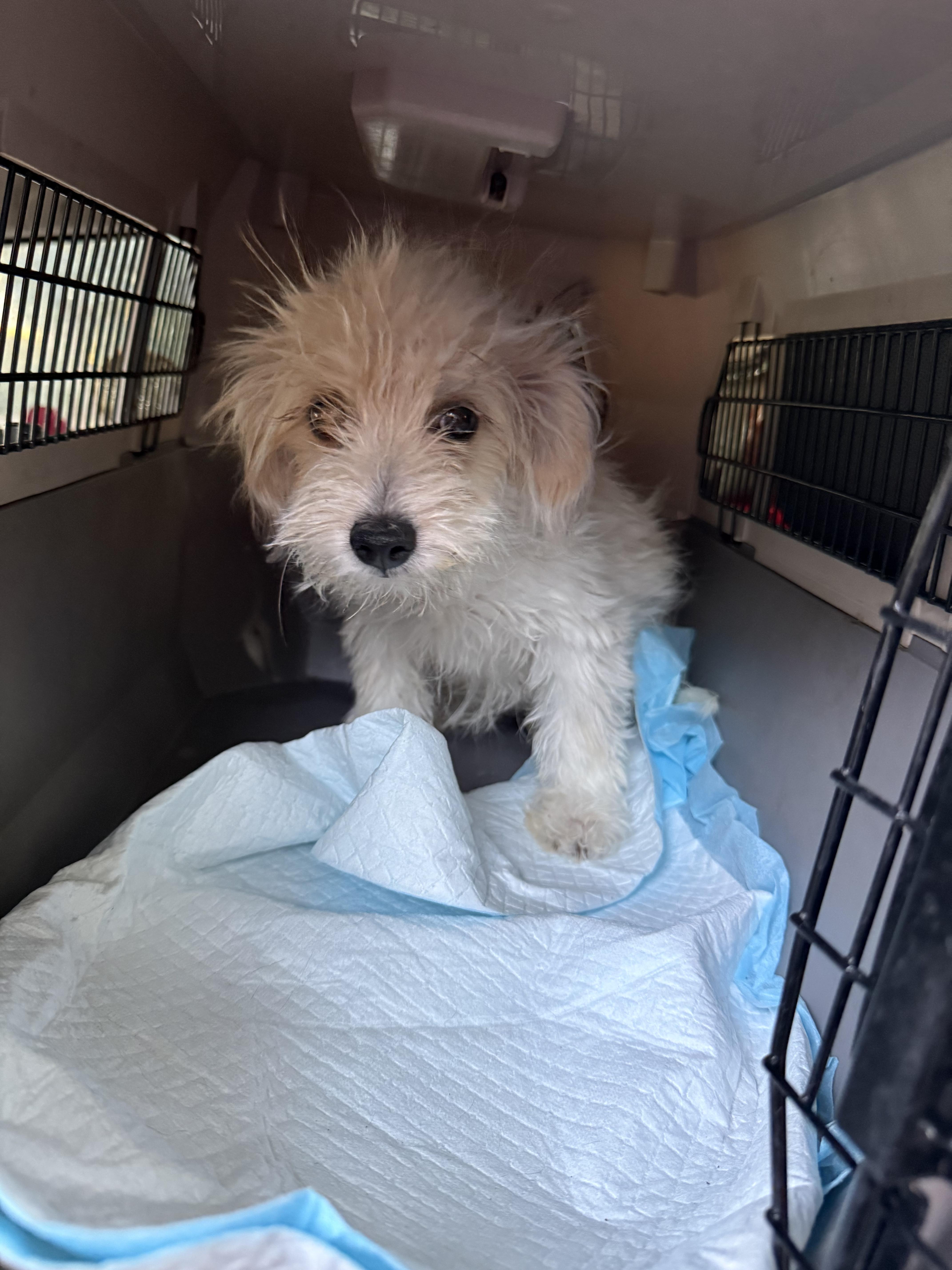 A baby small-sized female White / Cream Pomapoo dog named HollyAnne for adoption in Fresno, CA