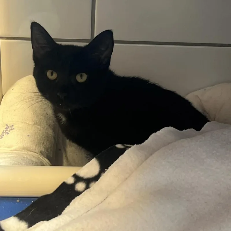 Pepper