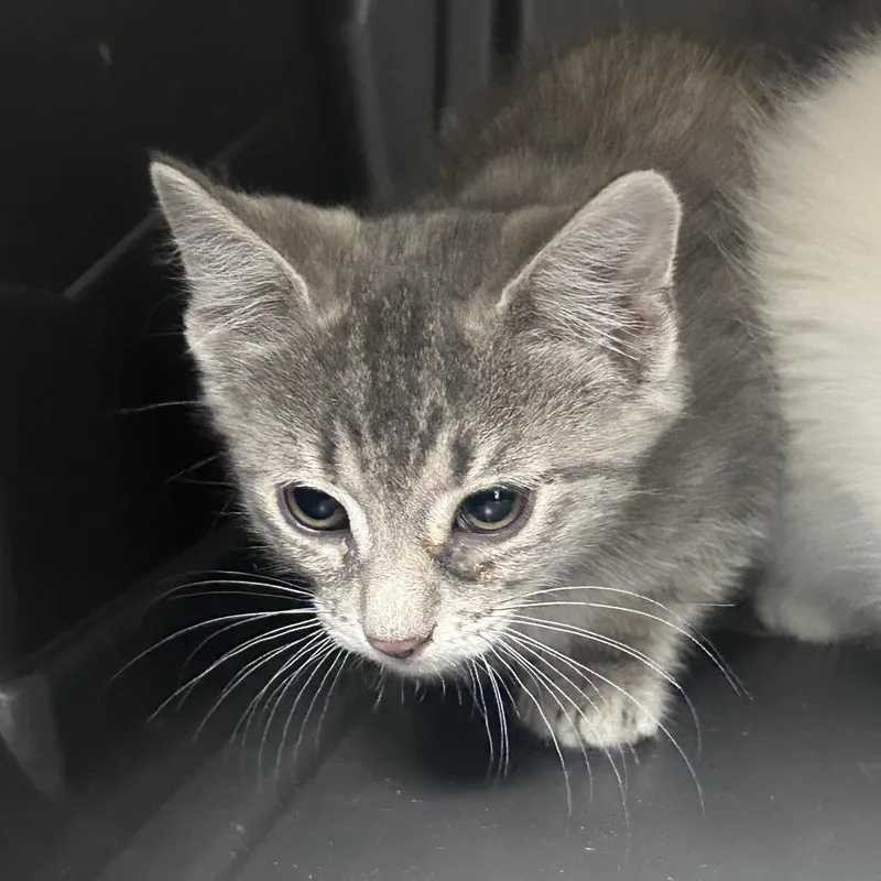 A baby small-sized female Gray / Blue / Silver Domestic Short Hair cat named Pencilo for adoption in Philadelphia, PA