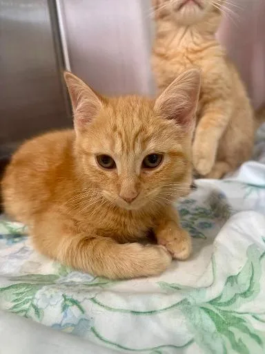 A baby small-sized male Domestic Medium Hair cat named Gasket for adoption in Lunenburg, MA