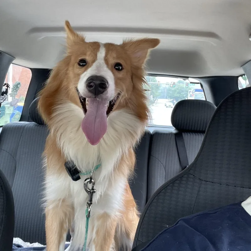An adult medium-sized male Yellow / Tan / Blond / Fawn Collie dog named Newton for adoption in York, PA