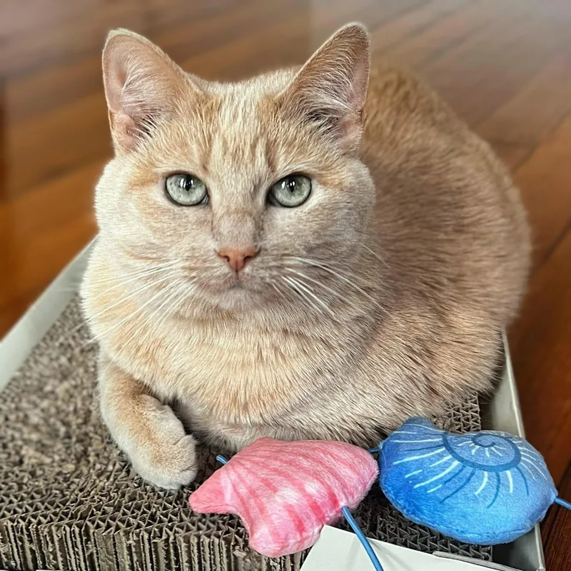 A senior medium-sized female Buff / Tan / Fawn Domestic Short Hair cat named Crush for adoption in Chicago, IL