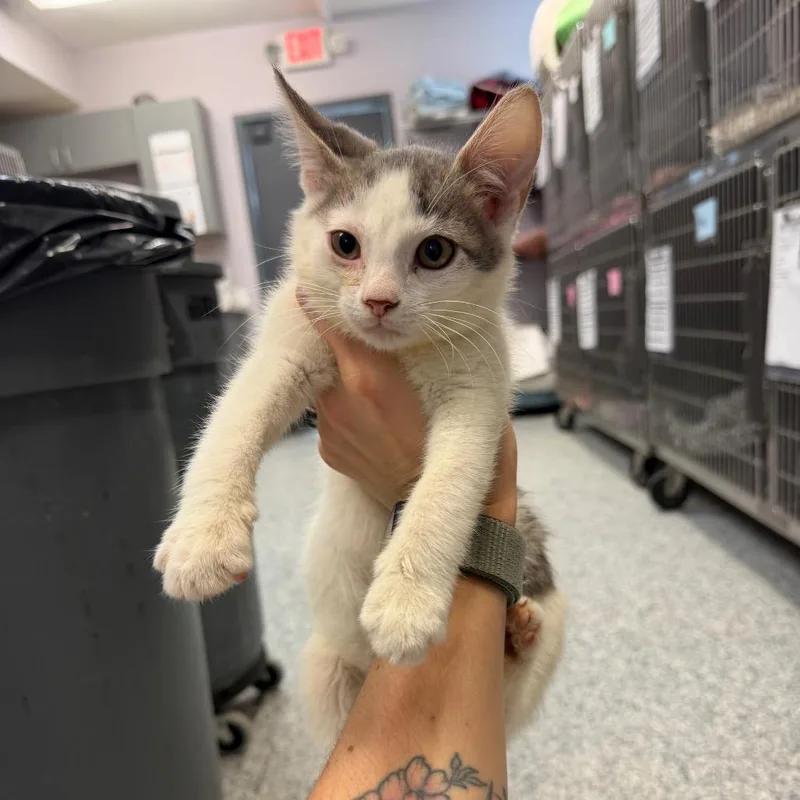 A baby small-sized male Gray / Blue / Silver Domestic Short Hair cat named Cinder for adoption in Port Charlotte, FL