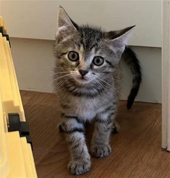 A baby small-sized male Domestic Short Hair cat named Jelly for adoption in Santa Clara, CA