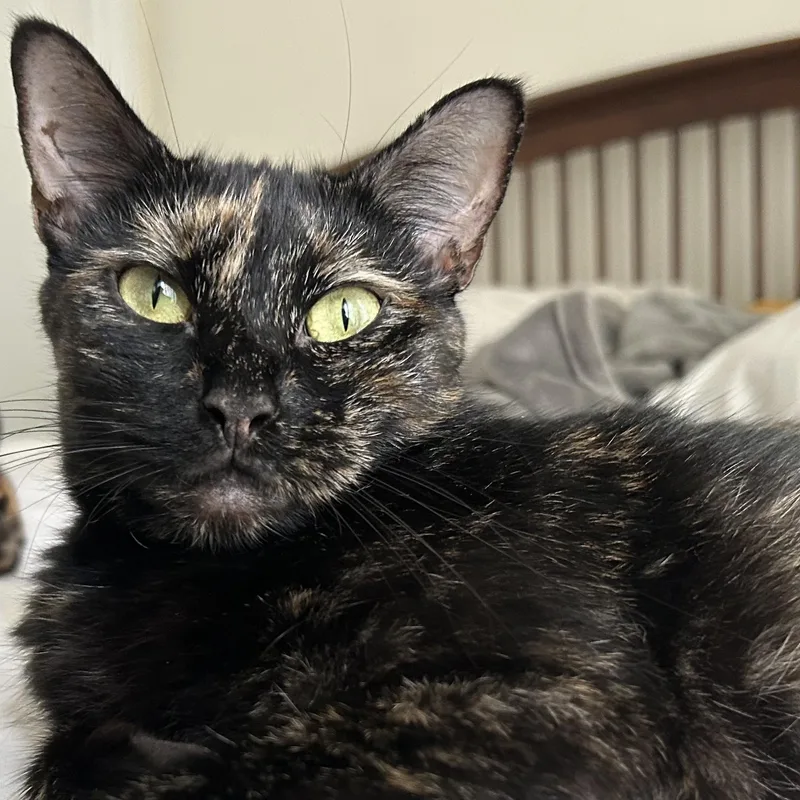 An adult medium-sized female Tortoiseshell Domestic Short Hair cat named Marigold for adoption in New york, NY
