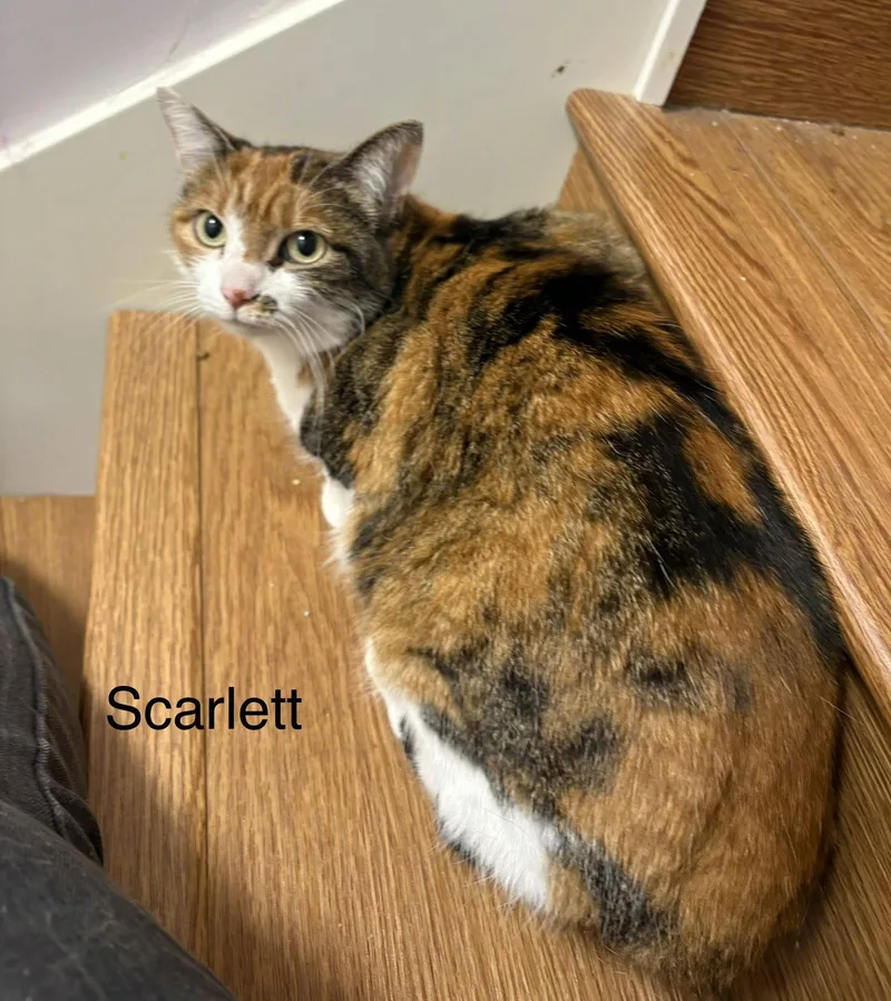 An adult medium-sized female Calico cat named Scarlett for adoption in White Bluff, TN