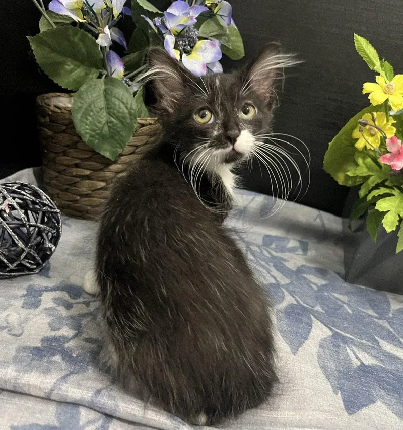 A baby small-sized male Black & White / Tuxedo Domestic Medium Hair cat named Jeeves for adoption in Fayetteville, GA