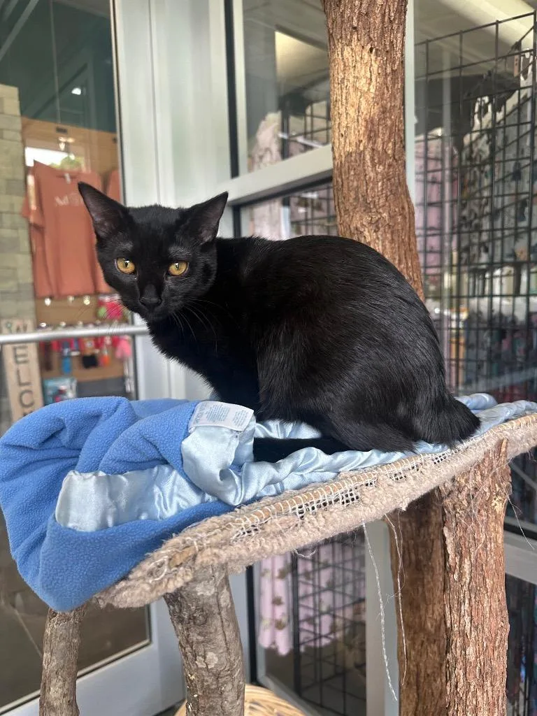 A baby medium-sized male Domestic Long Hair cat named Nubbins for adoption in Johnson City, TN