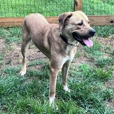 An adult large-sized male Yellow / Tan / Blond / Fawn Labrador Retriever dog named Handsome Henry for adoption in Brookeville, MD