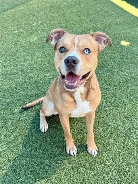 An adult large-sized male Mixed Breed dog named Barry for adoption in Dallas, TX