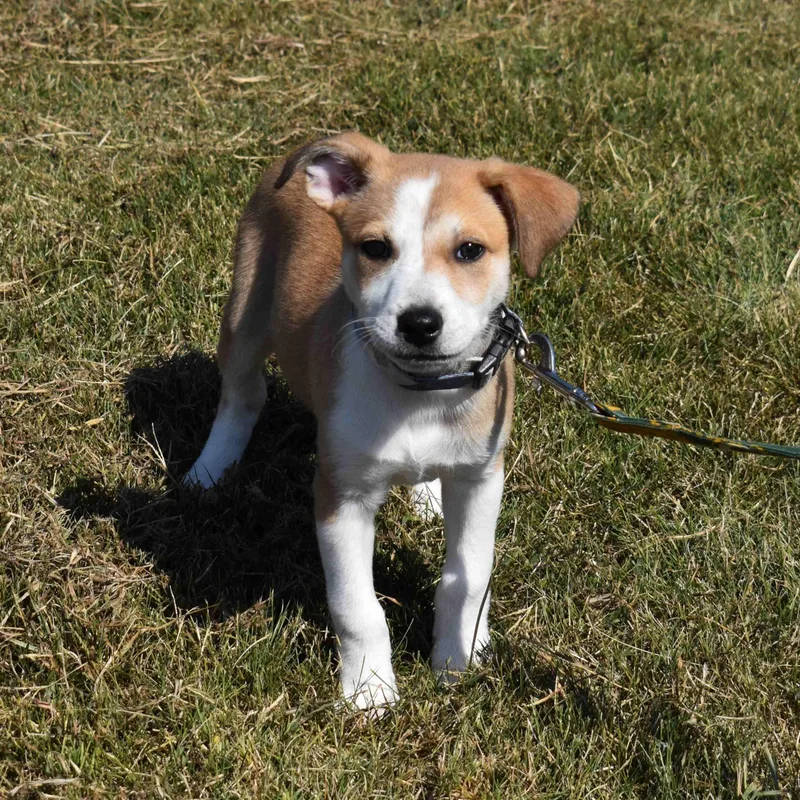A baby medium-sized female Yellow / Tan / Blond / Fawn Mixed Breed dog named Blossom for adoption in Searcy, AR