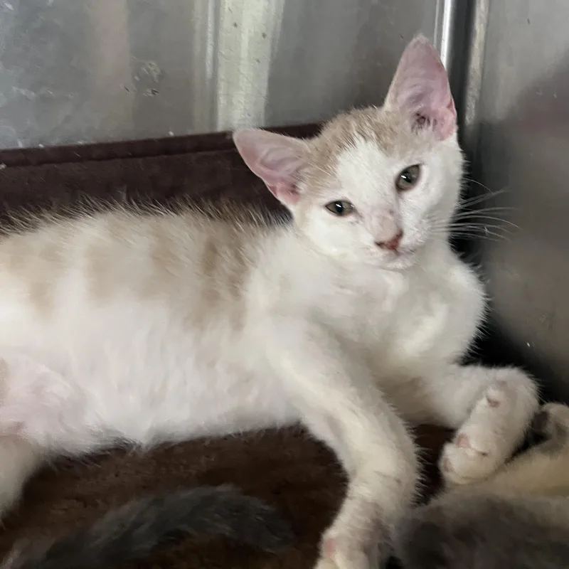 A baby small-sized male Orange & White Domestic Short Hair cat named Alvin for adoption in Hammond, LA