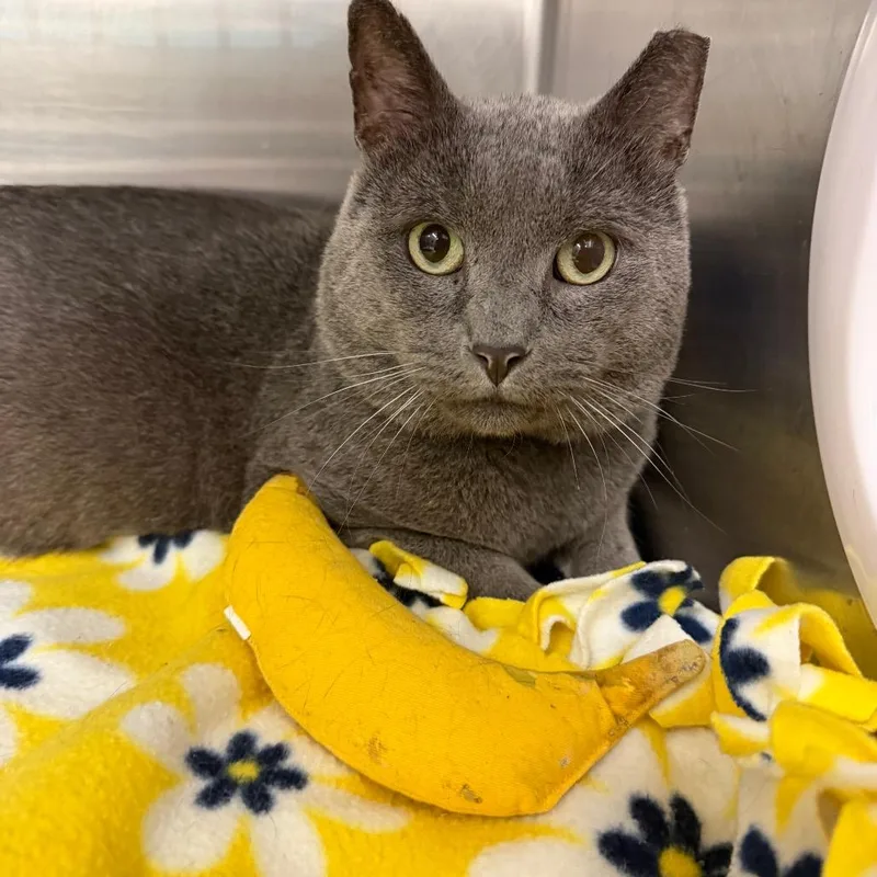 An adult large-sized male Gray / Blue / Silver Domestic Short Hair cat named Grayson for adoption in Hamburg, NY
