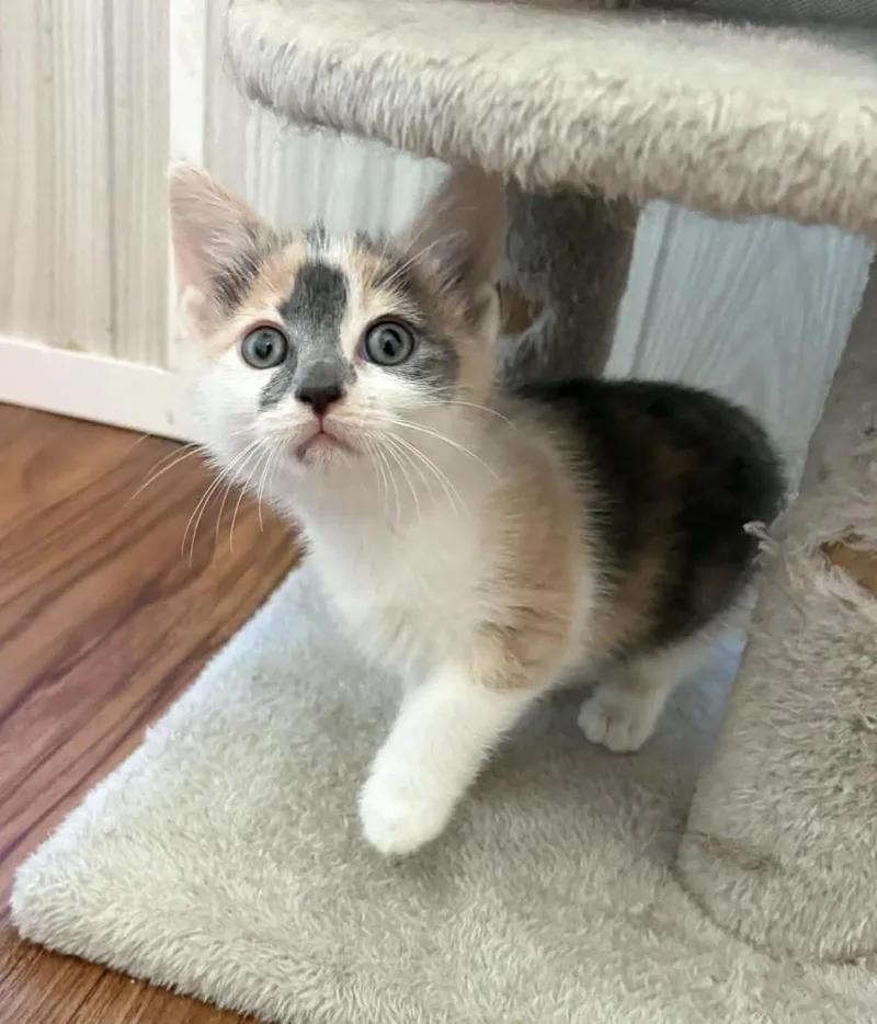 A baby medium-sized female Dilute Calico Domestic Short Hair cat named Fern for adoption in Ona, WV