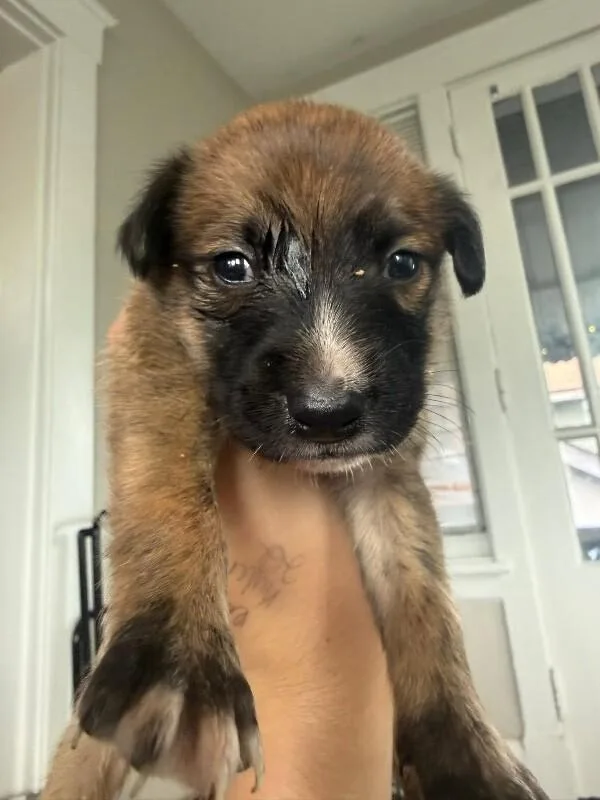 A young small-sized female Tricolor (Brown, Black, & White) Mixed Breed dog named Salamander for adoption in Cincinnati, OH