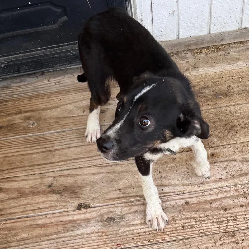 A young medium-sized male Black Mixed Breed dog named Birmingham for adoption in Pine Bluff, AR
