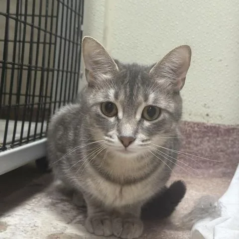 An adult medium-sized female Tabby (Gray / Blue / Silver) Domestic Short Hair cat named Sally for adoption in Saranac Lake, NY