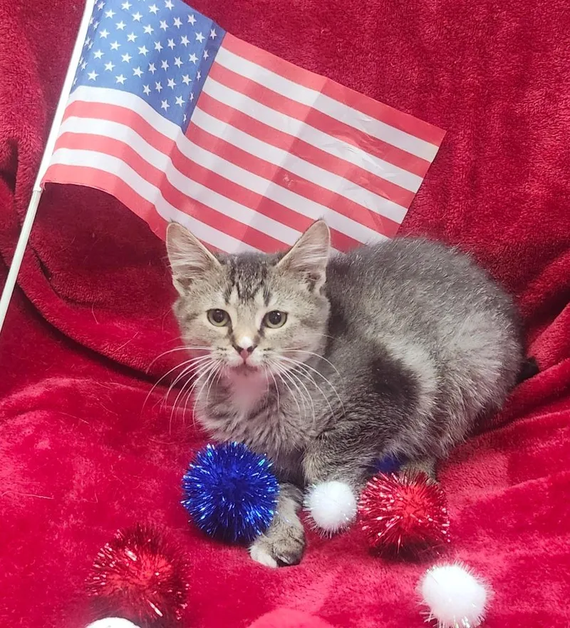 A baby small-sized female Domestic Short Hair cat named Atlantis for adoption in Little Rock, AR
