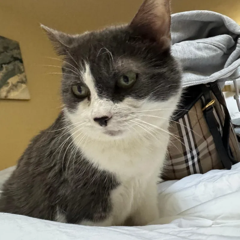 A senior large-sized female Gray / Blue / Silver Domestic Short Hair cat named Annabella for adoption in Wakefield, MA