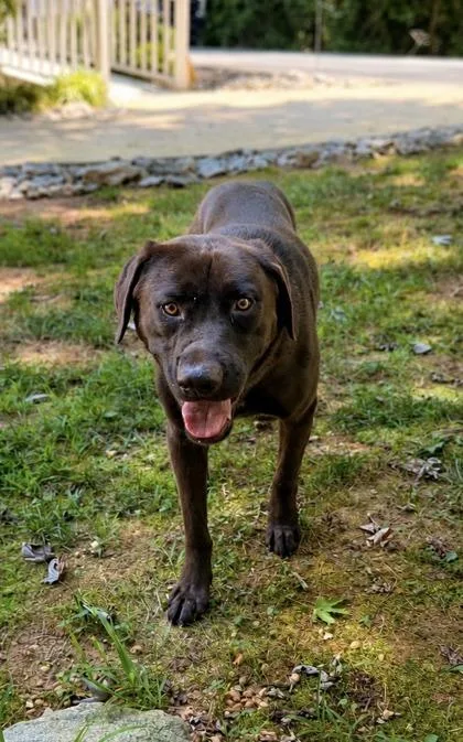 An adult large-sized male Labrador Retriever dog named Gill for adoption in Dahlonega, GA