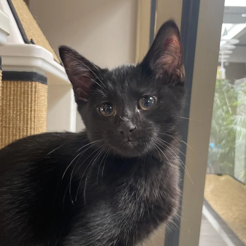 A baby small-sized male Black Domestic Short Hair cat named Mushroom for adoption in Chicago, IL