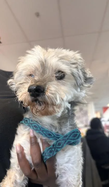A senior small-sized male Mixed Breed dog named Mj for adoption in West Chester, PA