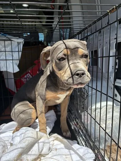 A young medium-sized female Pit Bull Terrier dog named Kira for adoption in West Memphis, AR