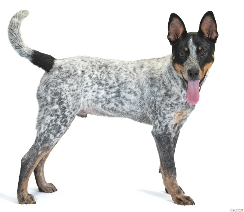 A baby medium-sized male Tricolor (Brown, Black, & White) Australian Cattle Dog / Blue Heeler dog named Cowboy for adoption in BONIFAY, FL