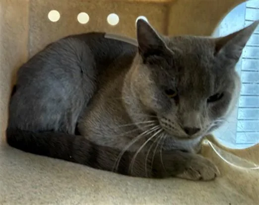 A young medium-sized male Domestic Short Hair cat named Bear for adoption in Castaic, CA