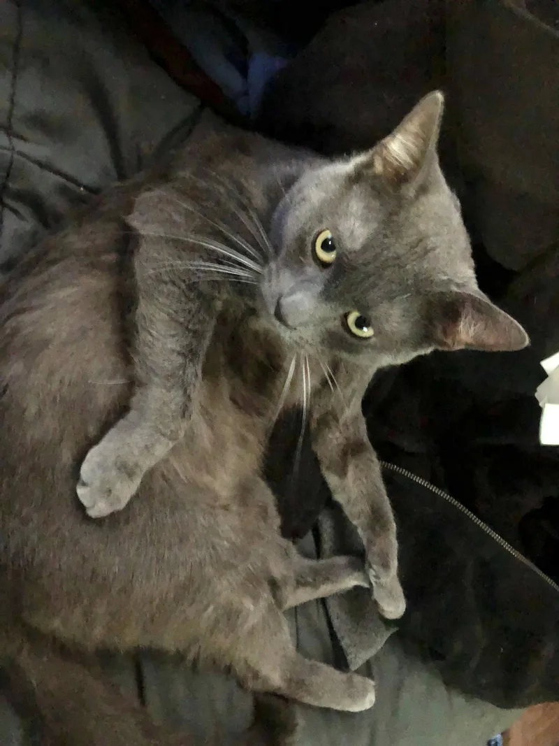 A young medium-sized male Russian Blue cat named Chat Napa Petco for adoption in Napa, CA