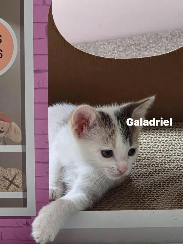 Galadriel